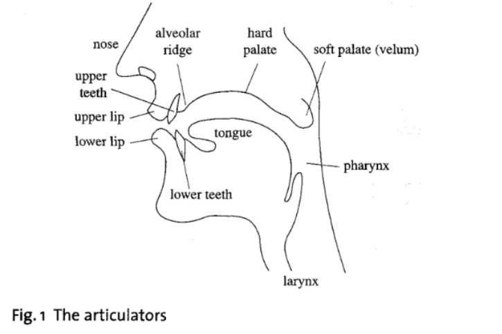 Các bộ phận cấu âm